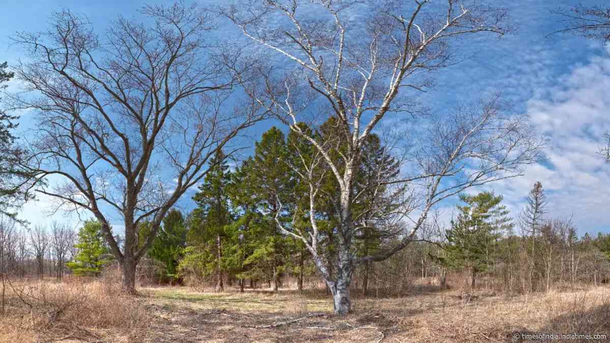 Illinois is starting a roughly $15 million restoration of 794 acres at Dutch Gap Forest Preserve