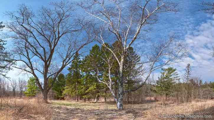 Illinois is starting a roughly $15 million restoration of 794 acres at Dutch Gap Forest Preserve