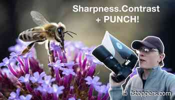 Balancing Flash and Daylight for Sharper Macro Photos