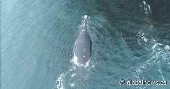 North Atlantic right whales feed closer to surface increasing collision risk: study