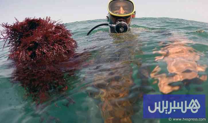 وفاة جامع أعشاب بحرية غرقا بالجديدة