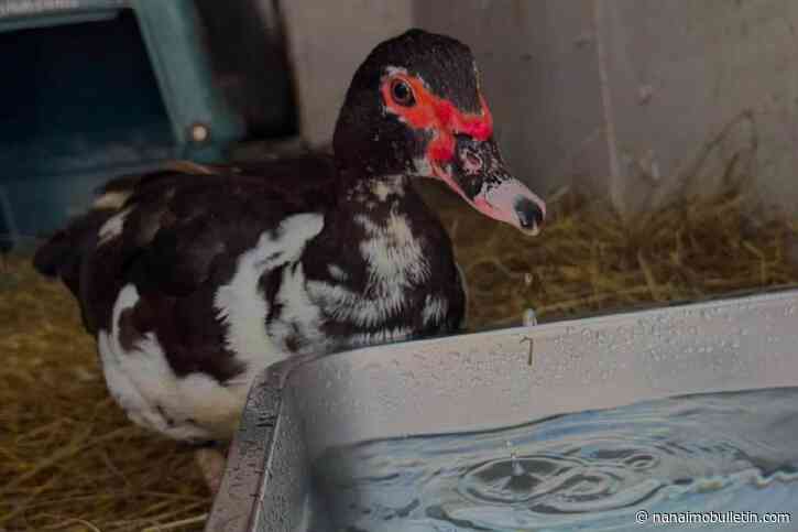 Meet Quackers: CRD looks to rehome random free duck