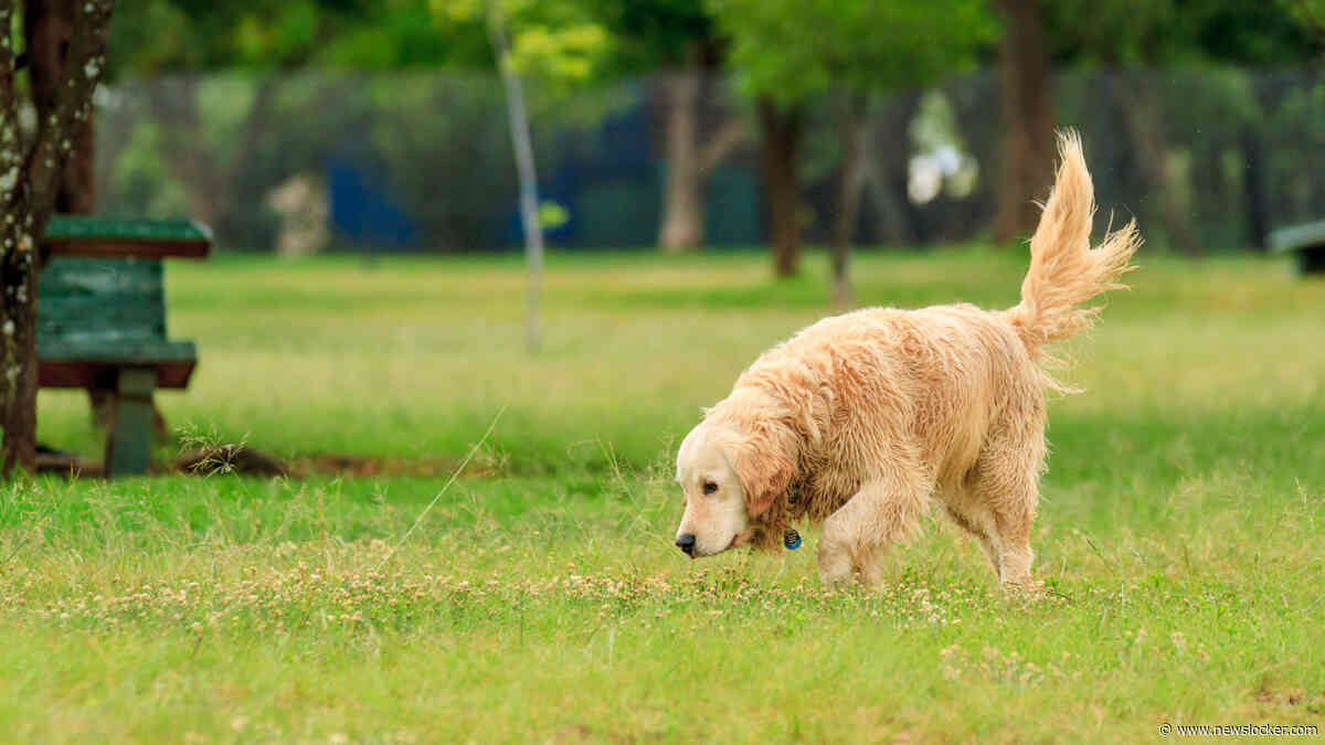 Vier honden overleden na wandeling in park Schiedam: politie doet onderzoek