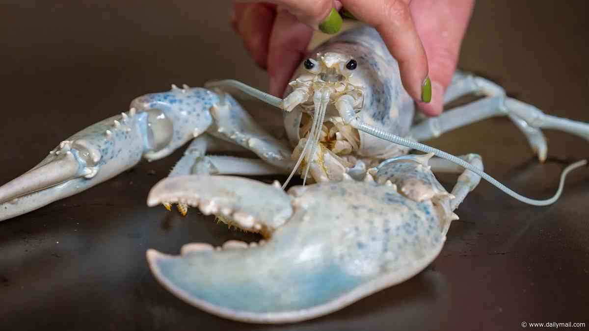 Meet Casper, the one-in-100 million 'ghost' lobster! Incredibly rare crustacean is bright white thanks to rare genetic mutation