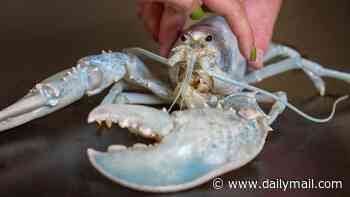 Meet Casper, the one-in-100 million 'ghost' lobster! Incredibly rare crustacean is bright white thanks to rare genetic mutation