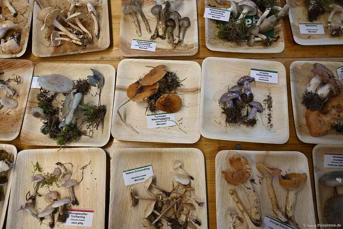 Von wegen Pilz-Flaute im Vogtland: „Vor einigen Tagen hatten wir eine regelrechte Steinpilz-Schwämme“