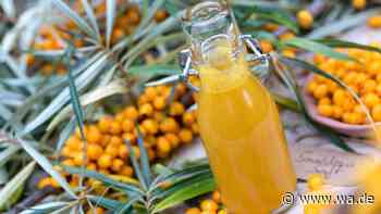 Sanddorn im Gesundheits-Check – mehr Vitamin C hat fast keine Frucht