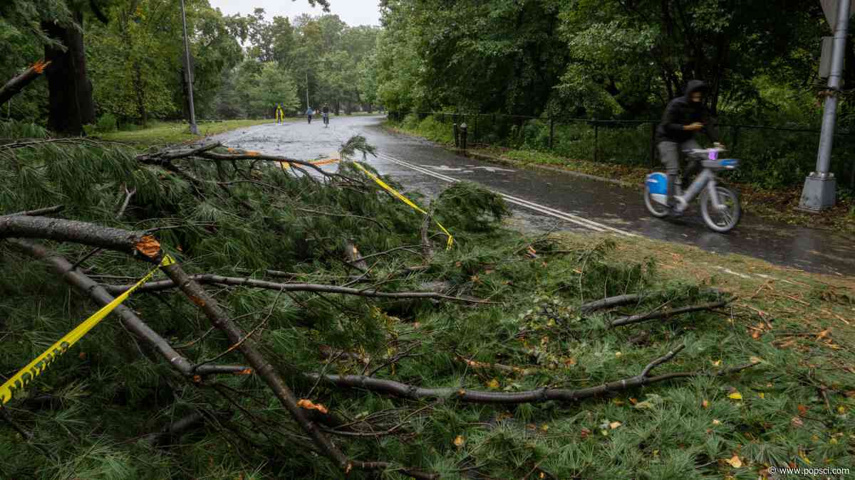 How to help wildlife after a nor’easter