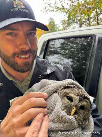 Skinny owl found on Thacher park trail may be heading to 'mouse school'