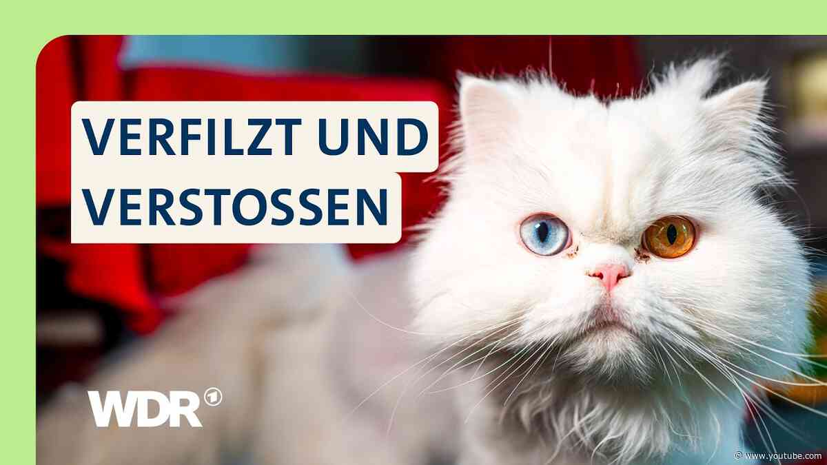 Überfordert von Fellpflege: Neuanfang für Perserkatzen und Hund Benni | Hallo Tierheim! | WDR