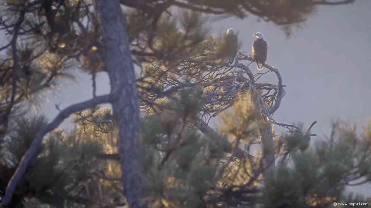 Bald eagles Shadow and Kaydee share a peaceful morning, Jackie’s memorial service approaches