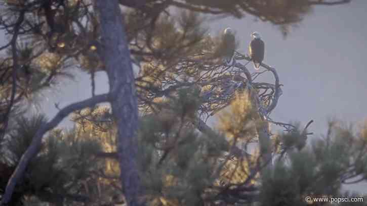 Bald eagles Shadow and Kaydee share a peaceful morning, Jackie’s memorial service approaches