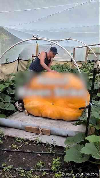 The quest for the world’s largest pumpkin