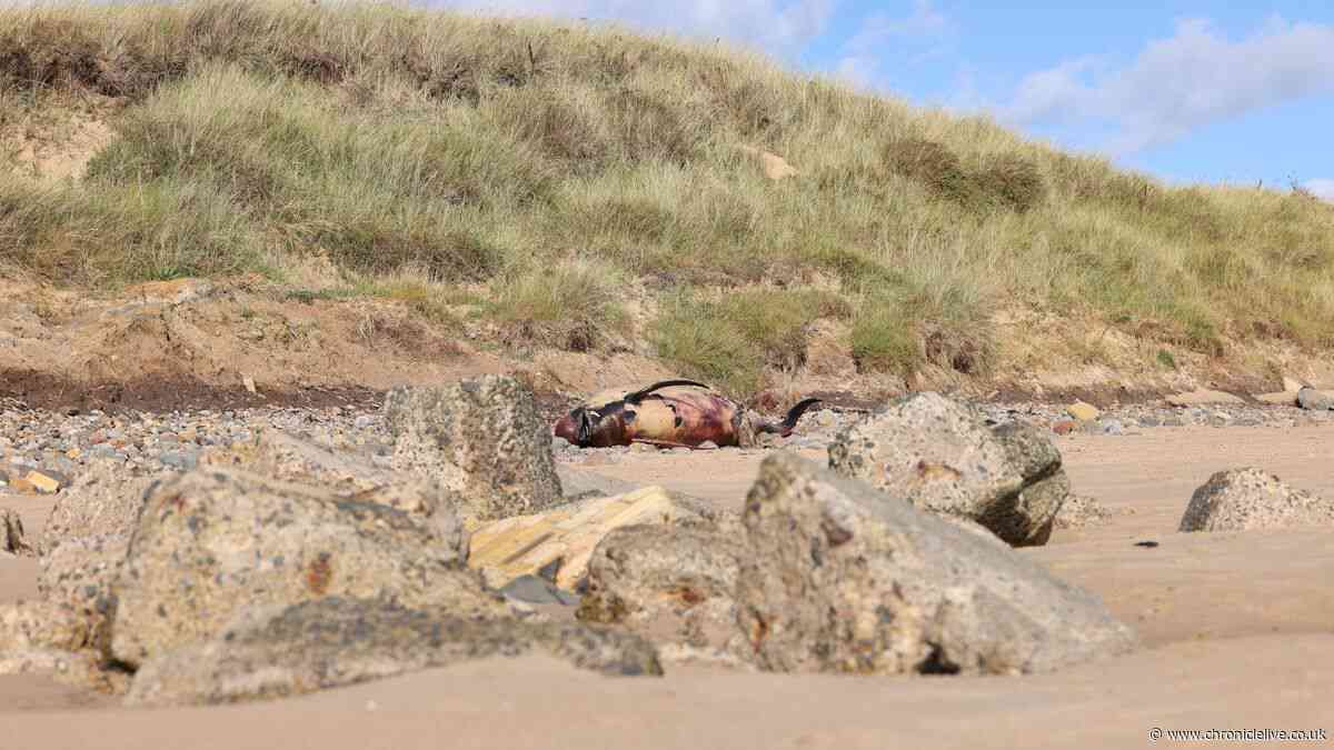 Porpoise washes up on Northumberland beach days after deceased shark discovery