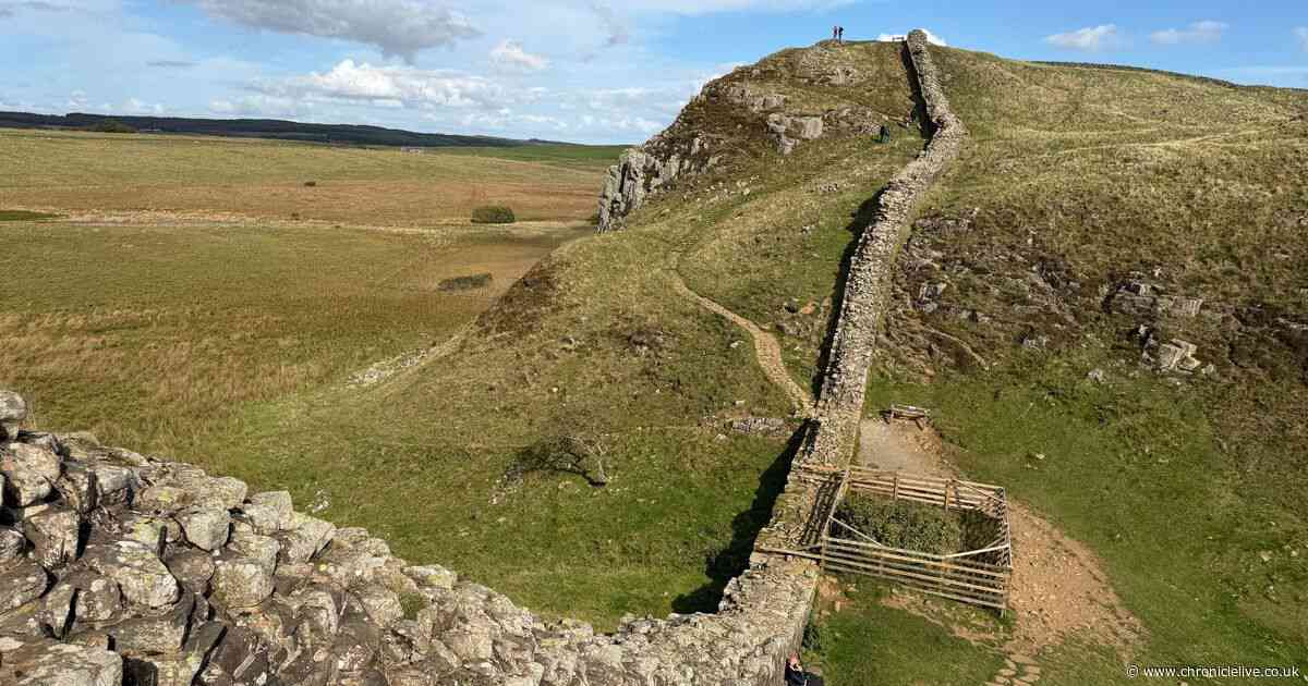 Three years on from Sycamore Gap felling in pictures as new shoots are sprouting