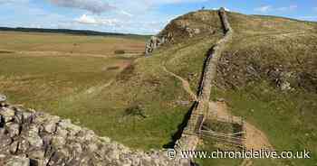 Three years on from Sycamore Gap felling in pictures as new shoots are sprouting