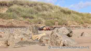 Porpoise washes up on Northumberland beach days after deceased shark discovery