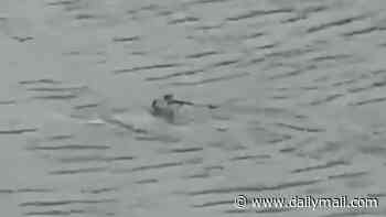 Moment shark swims through streets of flooded New Jersey suburb after monster nor'easter