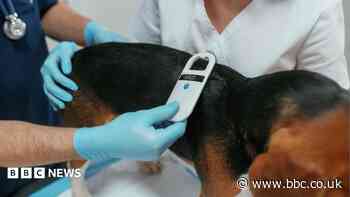 Warning as woman fined £500 for dog microchip error