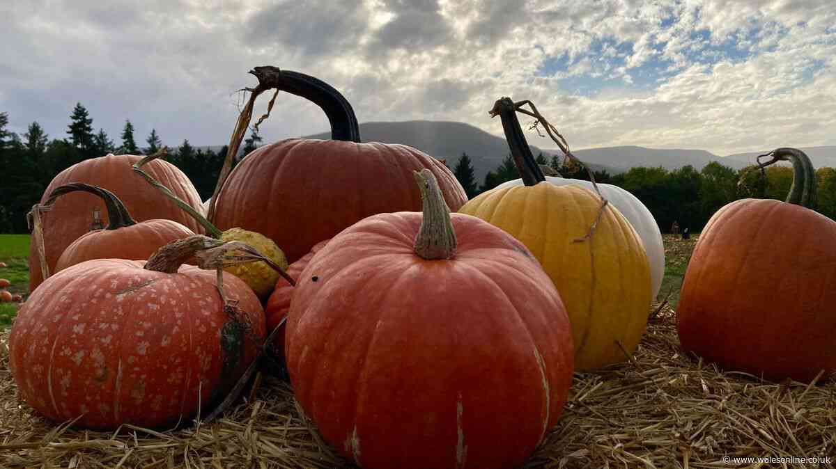 Wales’ prettiest pumpkin patch has gorgeous views, is £5 to get in and you don’t have to book