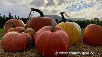 Wales’ prettiest pumpkin patch has gorgeous views, is £5 to get in and you don’t have to book