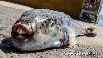 British tourist is rushed to hospital after being 'bitten by toxic pufferfish' as species wreaks havoc on Greek island