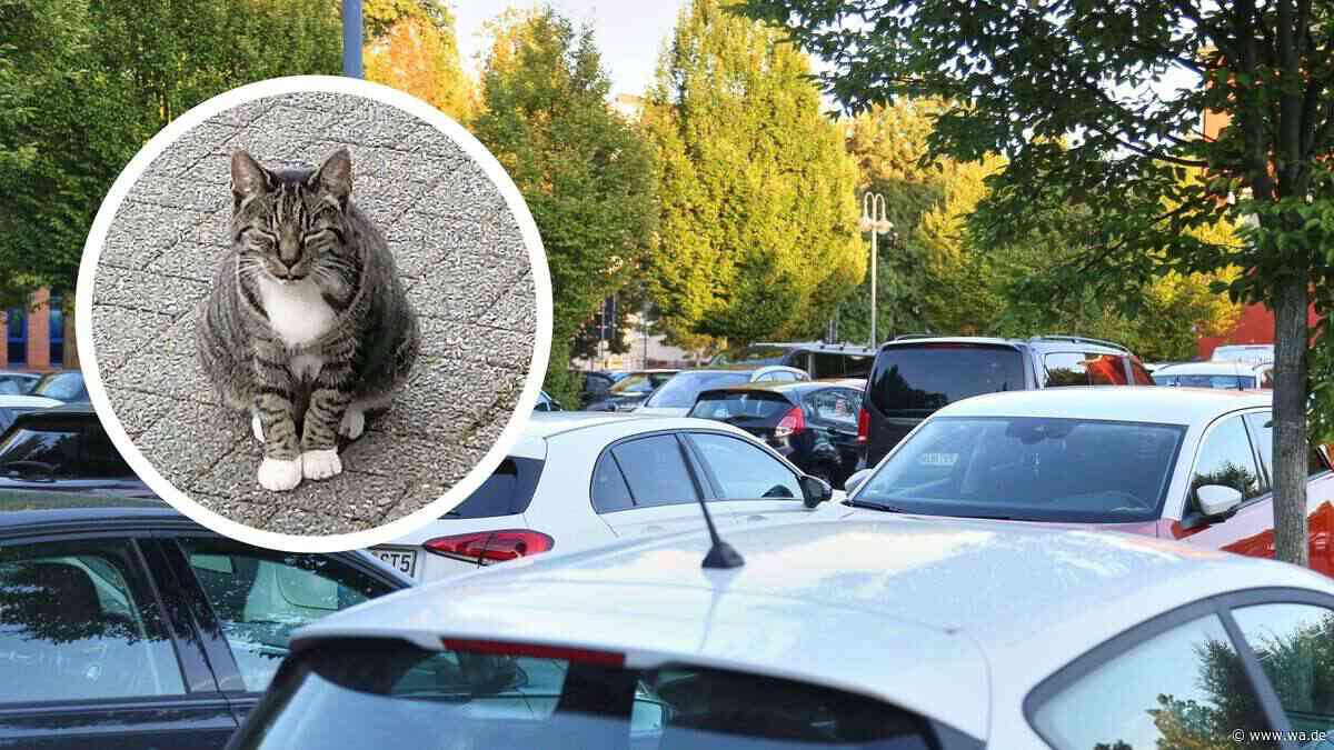 „Ihre Geschichte bekommt ein glückliches Ende“ – vermisste Katze taucht nach sechs Jahren wieder auf
