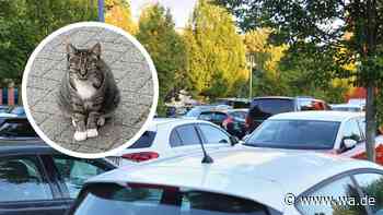 „Ihre Geschichte bekommt ein glückliches Ende“ – vermisste Katze taucht nach sechs Jahren wieder auf