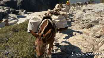 Meet the Mules feeding the firefighters battling Yosemite's Dome Fire