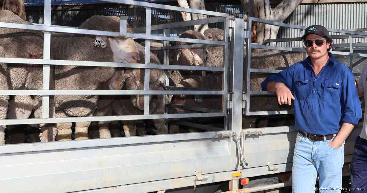 Relief for Quairading wheat as timely weekend rain boosts crops and pasture