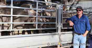 Relief for Quairading wheat as timely weekend rain boosts crops and pasture