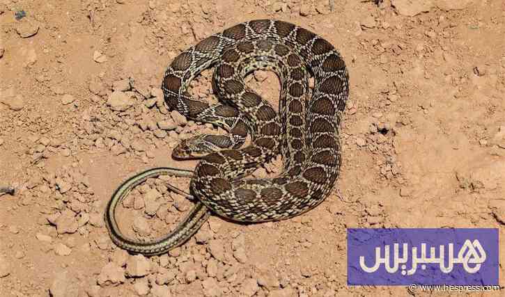 رصيف الصحافة: لدغة أفعى تثير أسئلة حول جاهزية مستشفى طاطا