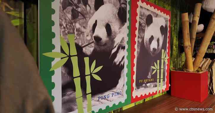 Excitement builds as giant pandas prepare to make their debut at Zoo Atlanta