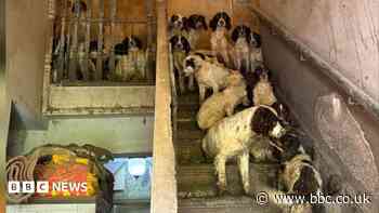 Man denies owning 84 dogs found in 'squalid' home