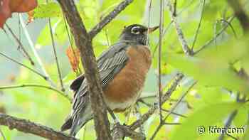 Lights out for fall migration! Help birds by turning off unnecessary outdoor lighting