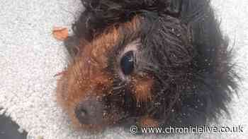 North East man handed animal ban after young dog in 'severe state' had to be euthanised