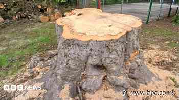 Shock and sadness after popular tree is felled