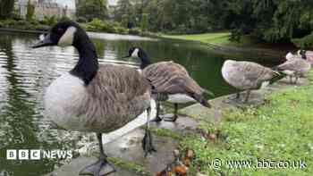 Goose cull among options to tackle health risk