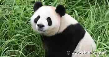 Giant pandas settle into Zoo Atlanta home after journey from China