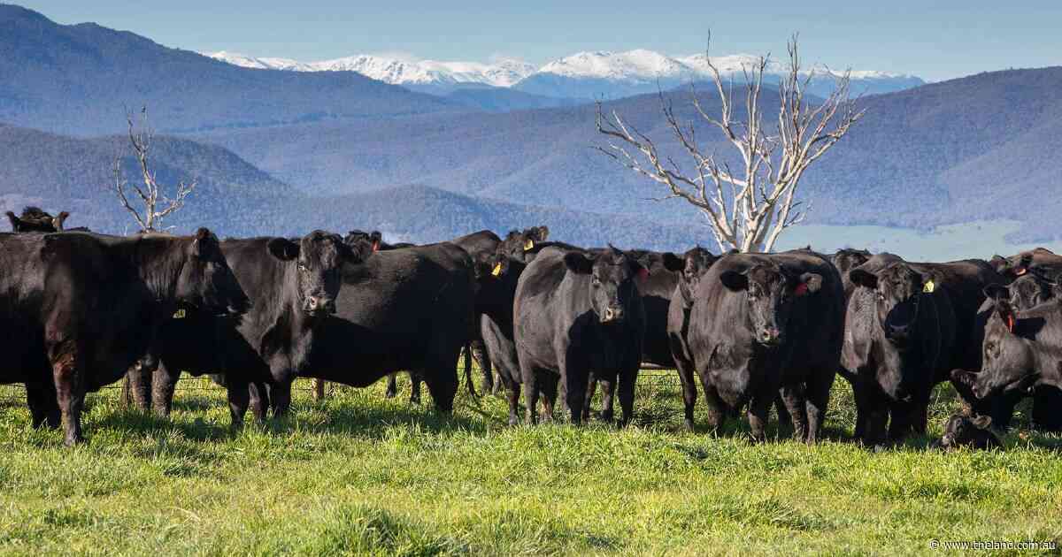 Roblea a highly productive prime lamb and Angus beef operation