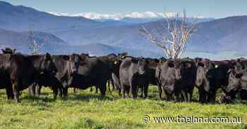 Roblea a highly productive prime lamb and Angus beef operation