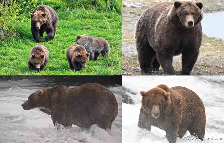 Fat Bear Week semi-final results: Backpack and Bear #910 advance to final