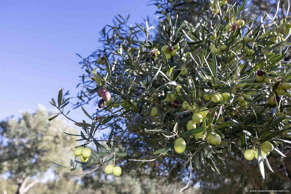 WA olive grove properties gain interest as shortages push up oil prices