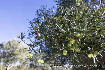 WA olive grove properties gain interest as shortages push up oil prices