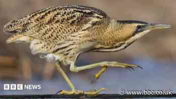 Rare birds breed 'furthest north in 70 years'