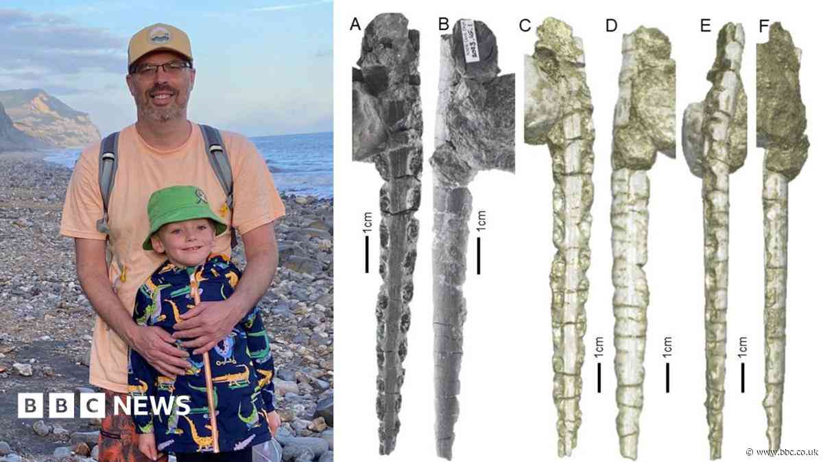 Fossil found on Welsh beach ends 'confusion' over 200-million-year-old fish teeth