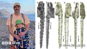 Fossil found on Welsh beach ends 'confusion' over 200-million-year-old fish teeth