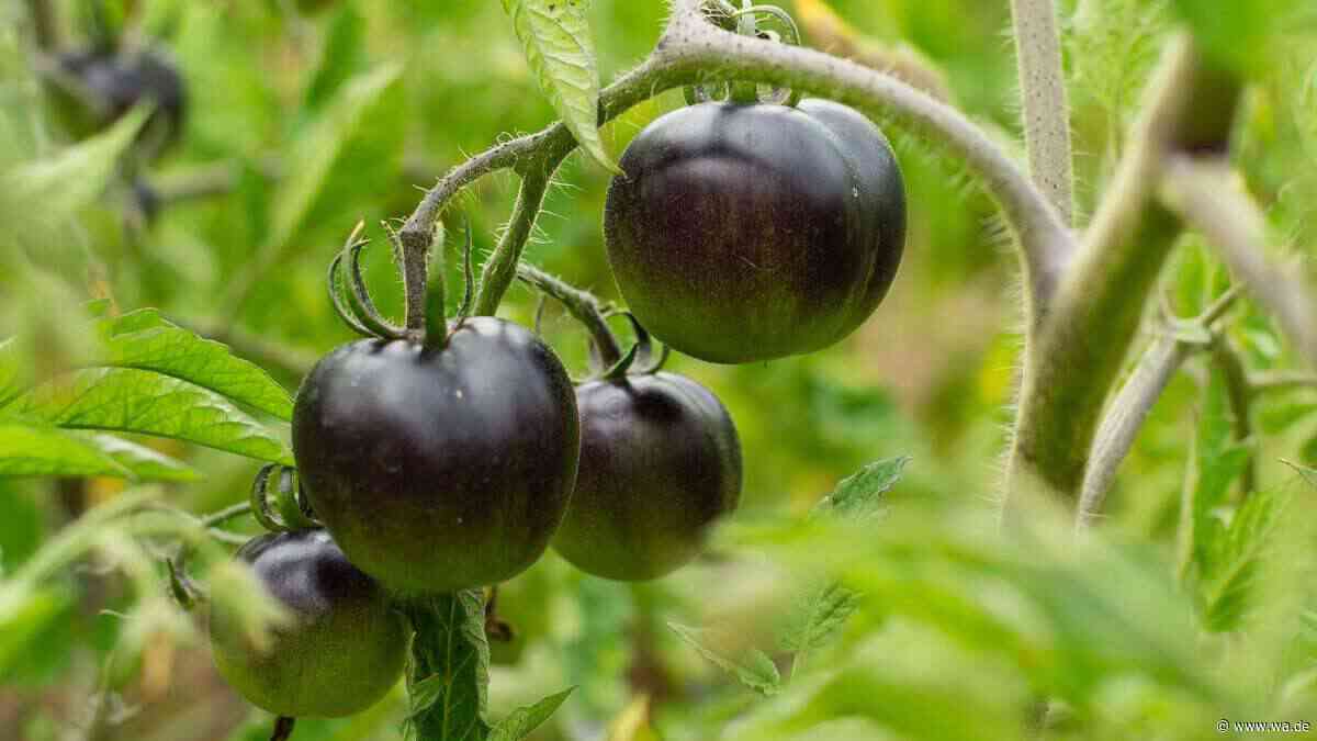 Kältetolerante Tomaten: So verlängern Sie Ihre Erntesaison um Wochen