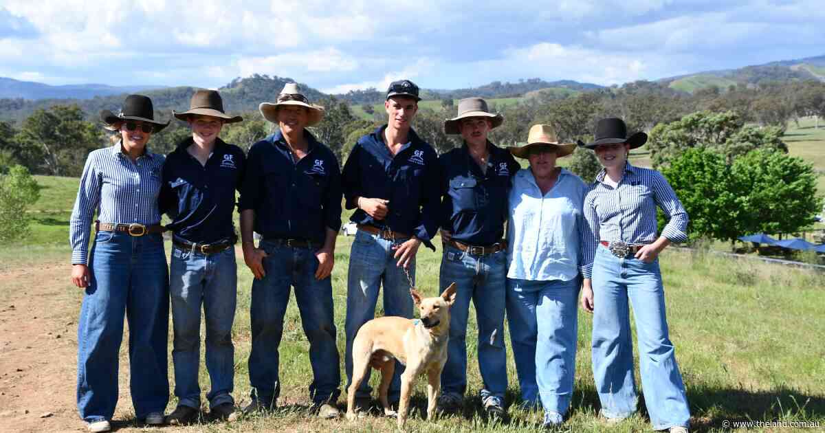 Worker who can handle sheep, cattle and feral goat musters goes for serious price