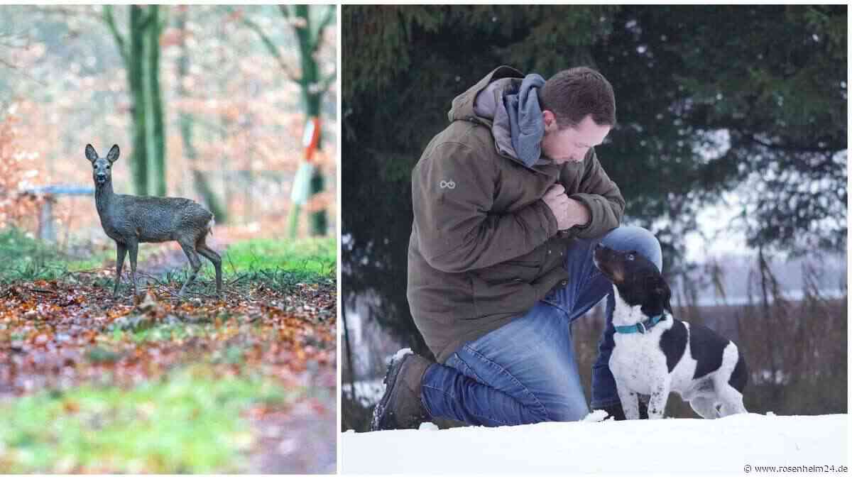 Tote Rehe in Stephanskirchen und Bernau: Wann wird der Hund zum Jäger?